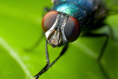 [home%2520remedies%2520for%2520flies%255B8%255D.jpg]