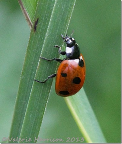 43-7-spot-ladybird