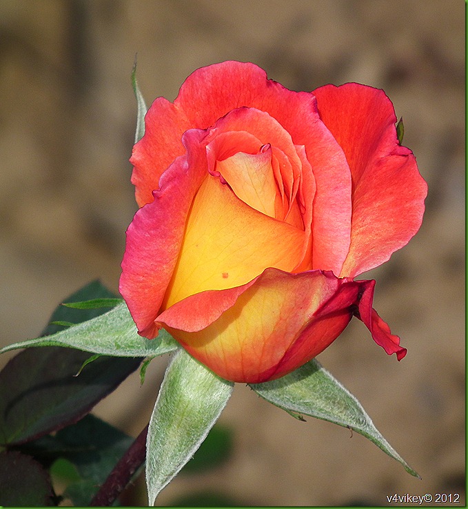 Splendid Photos: Charliston Rose Flower