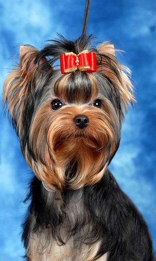 Yorkshire Terrier pt