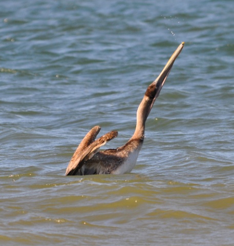 DSC_0334.jpg DSC 0334