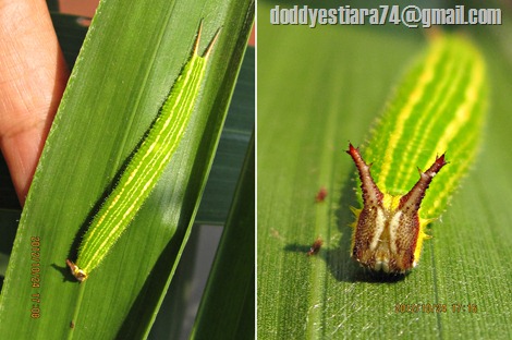 Ulat kupu-kupu Common Palm Fly (Elymnias hypermnestra)