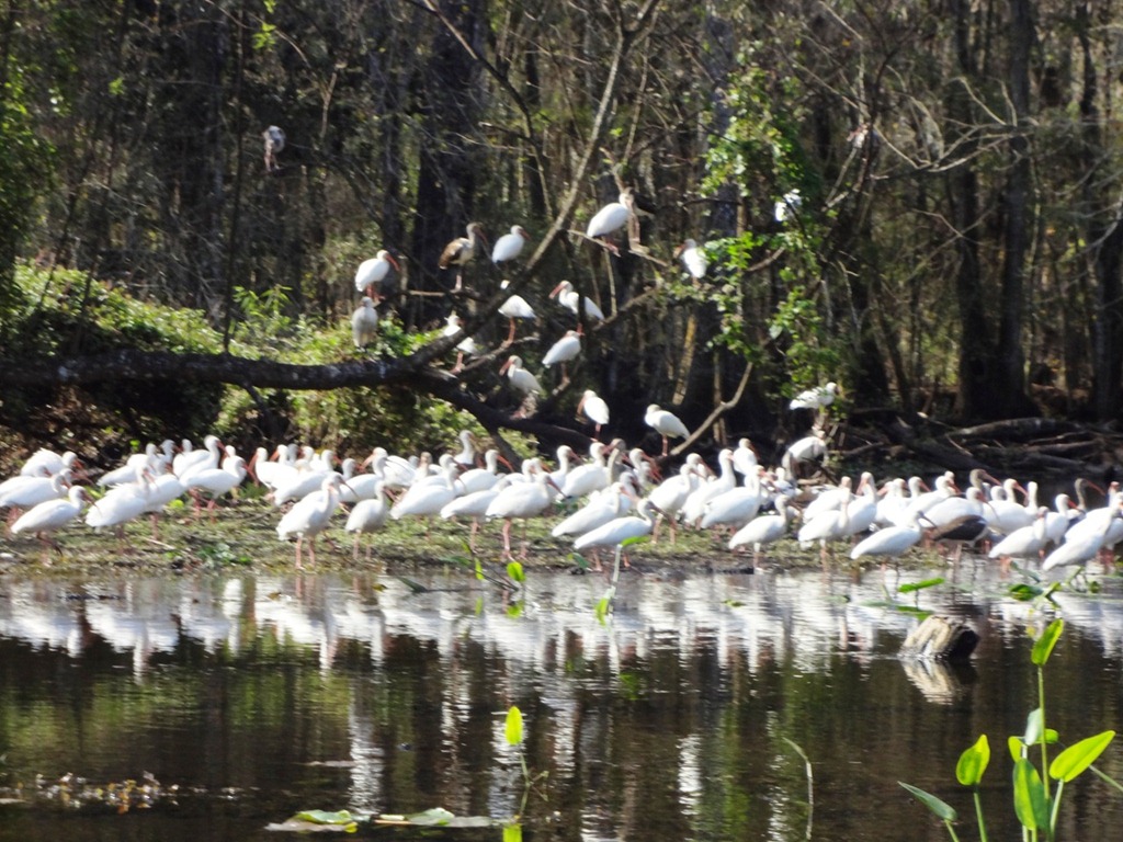 [lots-of-egrets-on-hb-river%255B2%255D.jpg]