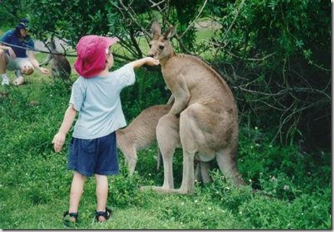 kangaroo_sex