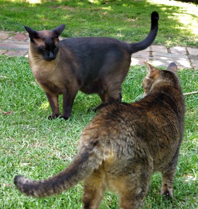 cats_stand off_050112