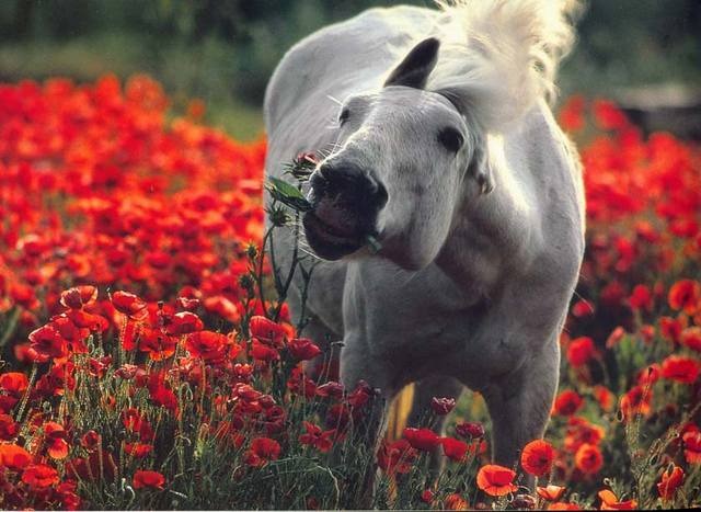 [animales%2520con%2520flores%2520JPG%2520%25283%2529%255B2%255D.jpg]