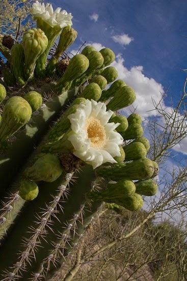 Saguaro in Bloom on Cresta Loma