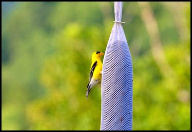 01a - birds - male goldfinch