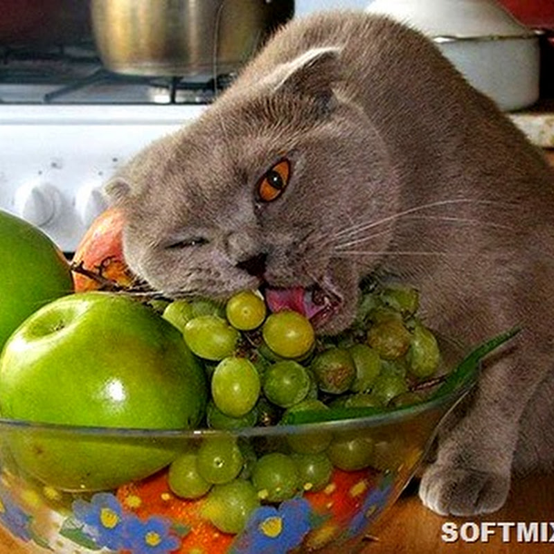 Кошки знающие толк в еде