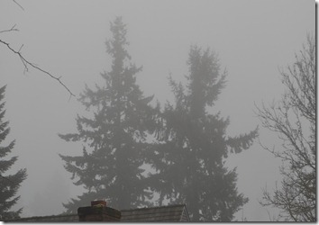 fog (6)