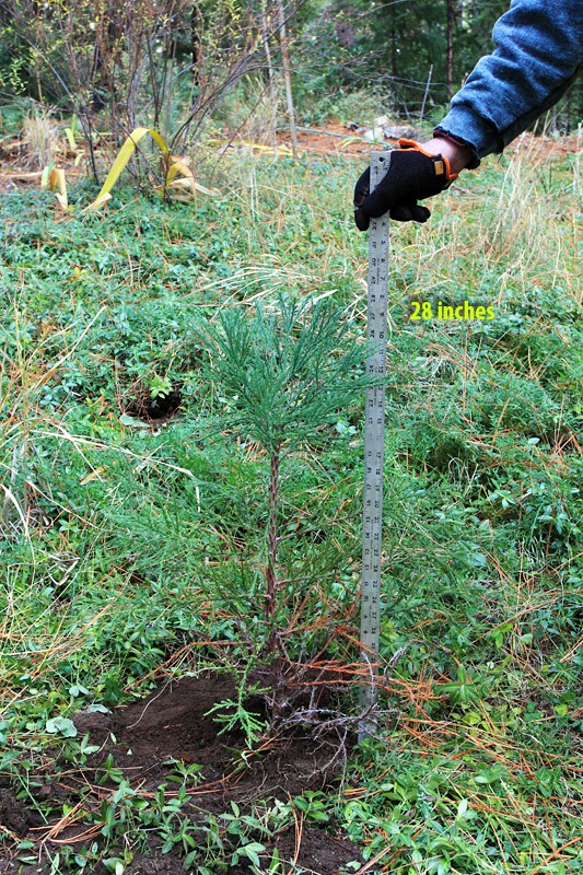 [121123_Sequoidadendron-giganteum_009%255B3%255D.jpg]