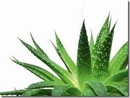 Aloe vera as treatment of barrett esophagus and digestive upset
