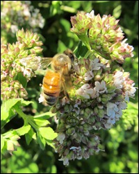 honeybee on oregano0603 (2)