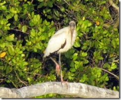 Wood Stork in the Everglades