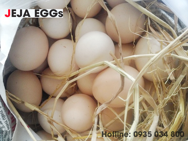 Chuyên phân phối trứng gà công nghiệp, trứng vịt sỉ/lẻ - giá rẻ tại tphcm - 4