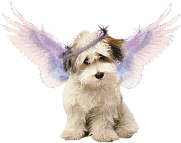 cachorro-anjo