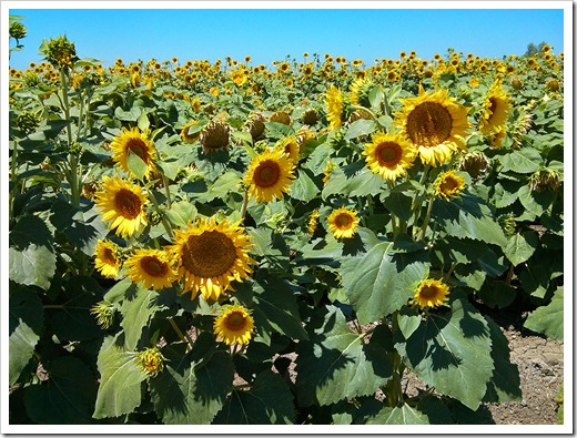 130706_CR102_sunflowers_04