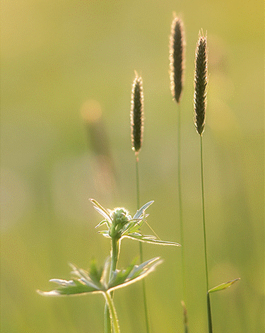 1b.gif