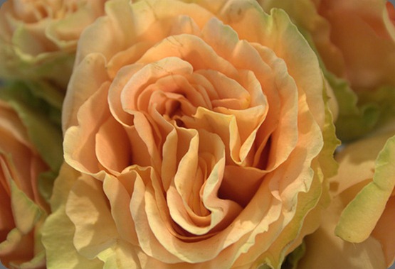 5521159671_dc37fde556 peach finesse rose garden party flowers