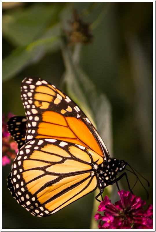 Monarch butterfly on Miss Ruby Buddlea