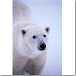 Polar Bear Canada