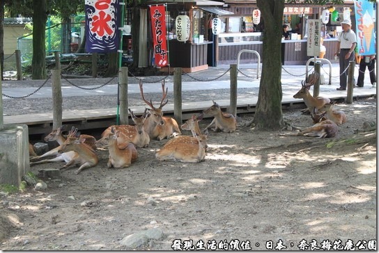 奈良梅花鹿公園，天氣實在太熱了，成群的梅花鹿在樹下乘涼。