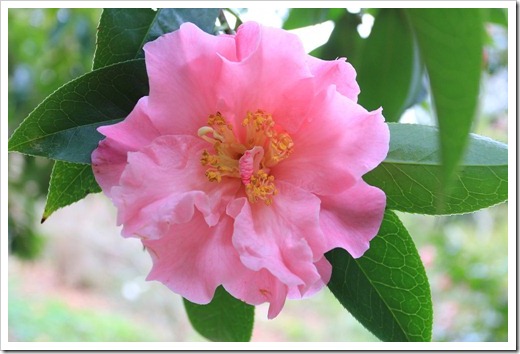 121228_UCBotGarden_Camellia-japonica_02
