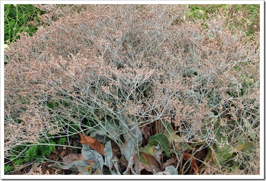 Limonium-platyphyllum