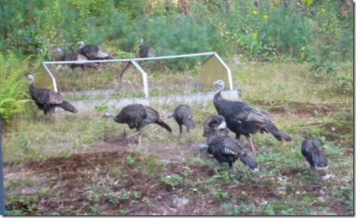 Wild turkeys moving through my back yard