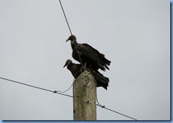 7788 Courtenay Parkway (State Road 3), Merritt Island Wildlife Refuge, Florida - - Black Vultures