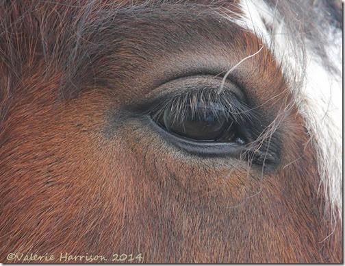 11-horses-eye