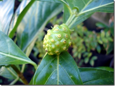 Noni a first fruit
