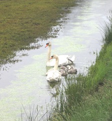 swan at edge of water6