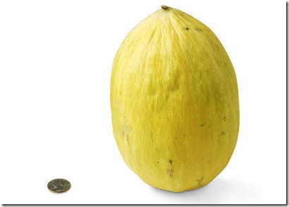 36-crenshaw-melon[1]