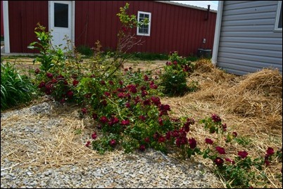 out of control red rose bush