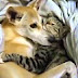 FUNNY VIDEOS Funny Cats   Love   Funny Animals   Funny Dogs   Funny Monkey   Bunny   Guinea Pig