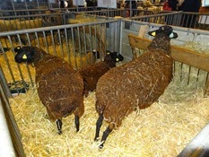 2015.02.26-082 mouton noir du Bellay