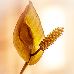 by Helio Santos - Flowers Single Flower