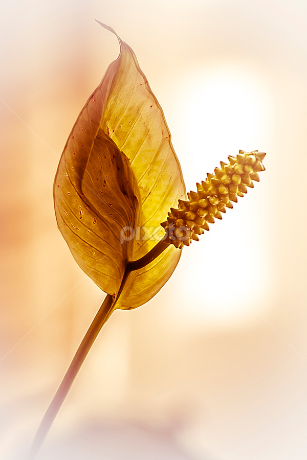 by Helio Santos - Flowers Single Flower