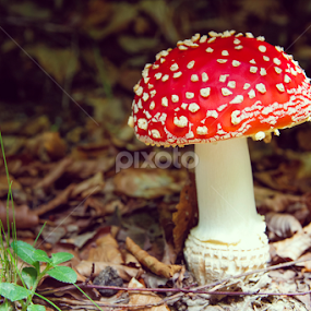 by Adrian Rusu - Nature Up Close Mushrooms & Fungi