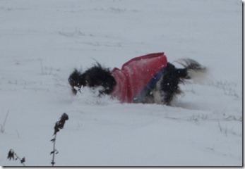 Maisie having fun in the snow 012 (1024x702)