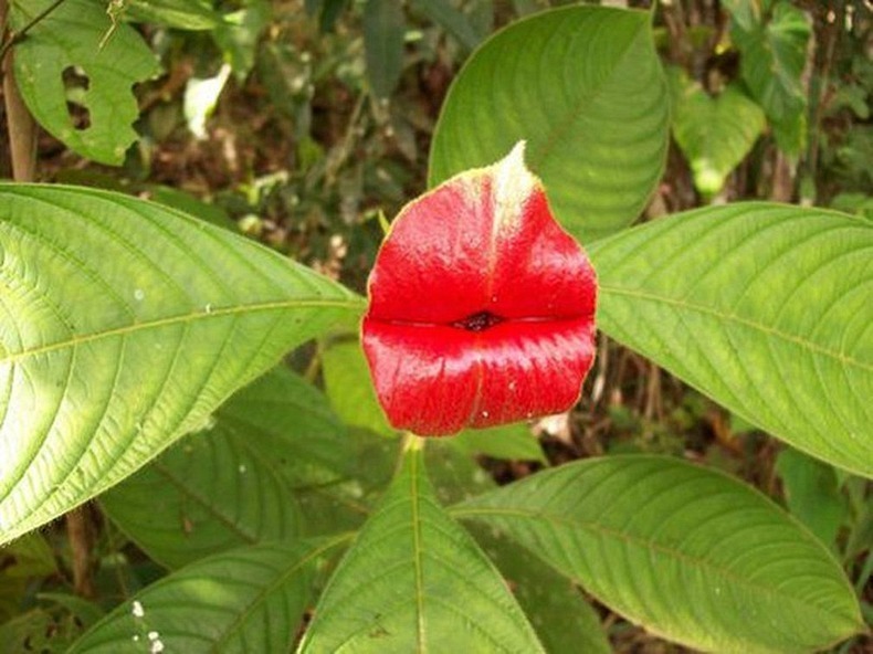 Psychotria Elata or Hooker's Lips: The Most Kissable Plant | Amusing Planet