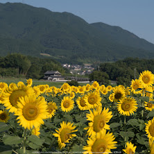 葛城,ひまわり(IMGP0443,645Z)2014yaotomi_.jpg