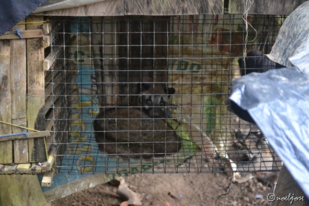 Mang Pirying's caged wild animal