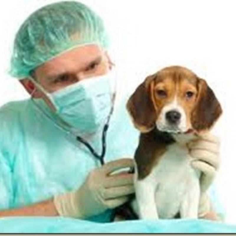 ¿A los beagles les encantan los arándanos y la diabetes? ¿A los beagles les encantan los arándanos y la diabetes?