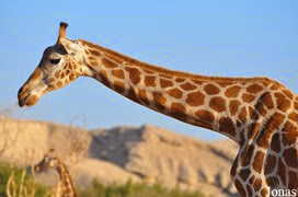 girafe de Nubie