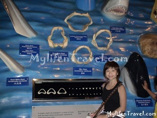 Shark Aquarium 05