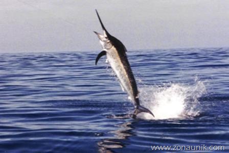 [Marlin%255B3%255D.jpg]
