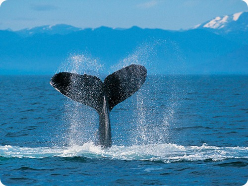 Una ballena salpicando agua con su cola.