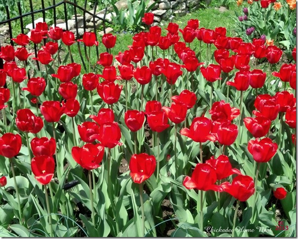 Tulips—Urban Garden @ Chickadee Home Nest